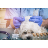 clínica que faz teste de pcr leishmaniose canina Centro Histórico