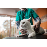 clínica que faz tratamento para colangite em gatos Parque Industrial