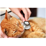 clínica veterinária de gatos endereço Interlagos