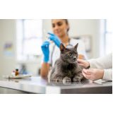 clínica veterinária especialista em gatos telefone Parque das Indústrias Leves
