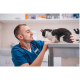 clínica veterinária especializada em felinos endereço Vivendas do Arvoredo