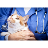 clínica veterinária especializada em felinos Aeroporto