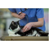 clínica veterinária para castrar gatos endereço Heimtal