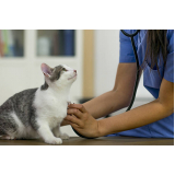 clínica veterinária para gatos telefone Heimtal