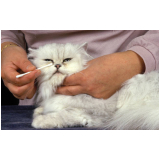 consulta especialista em felinos marcar Heimtal