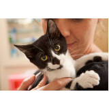 consulta médica para gatos Cinco Conjuntos