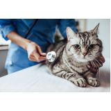 Consulta Veterinária para Felino