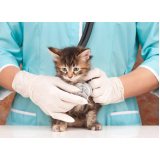 Consulta Veterinária para Felinos
