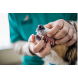 Consulta Veterinária para Animais Londrina