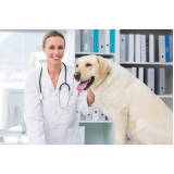 Consulta Veterinária para Cães