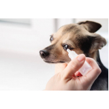 consulta veterinária para cachorros marcar Pacaembu