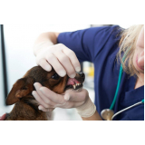 consulta veterinária para cachorros Conjunto Vivi Xavier