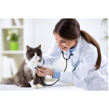 consulta veterinária para felino marcar Jardim Quebec