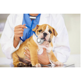 diagnóstico de displasia coxofemoral em cães Bela Suíça