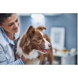 diagnóstico de doença de cachorros agendar Ibiporã