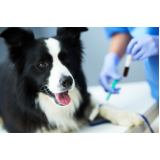 exame de raio x para cachorro Lon Rita