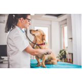 hospital veterinário para cachorro telefone Cafezal