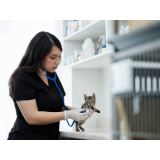 internação de gatos clínica Fazenda Nata
