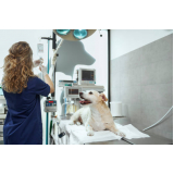 internação para animais clínica Antares