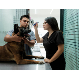 internação para cachorro clínica Ibiporã