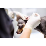 onde agendar atendimento veterinário para cães Heimtal