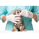 onde agendar consulta médica para gatos Limoeiro