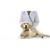 onde agendar consulta médico veterinário Vila Nova