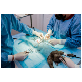 onde fazer cirurgia de torção gástrica em cães Conjunto Parigot de Souza