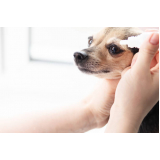 onde marcar consulta veterinária para cães Jardim Coliseu
