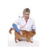 onde marcar consulta veterinária para gato Jardim Champagnat
