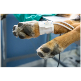 ortopedista para cães contato HU