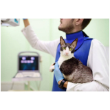 ortopedista para gatos onde encontrar HU
