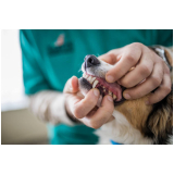 ortopedista para pequenos animais Jardim Sabará