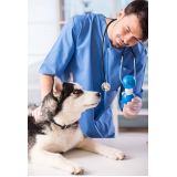 clínicas veterinárias 24 horas