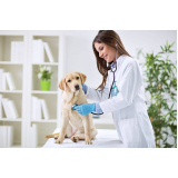 telefone de hospital veterinário para cachorro Conjunto Parigot de Souza