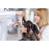 teste de leishmaniose canina clínica HU