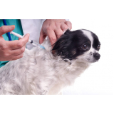 teste de leishmaniose em cachorros agendar Saltinho