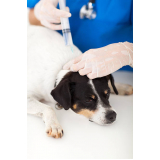 teste de leishmaniose em cães clínica Interlagos