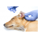 teste de pcr leishmaniose canina clínica Cafezal