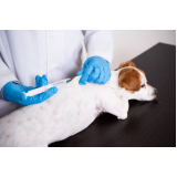 teste leishmaniose canina Cilo 3