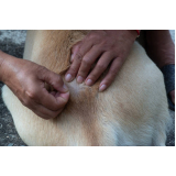 teste para detectar doença do carrapato em cachorros clínica Jardim Olímpico