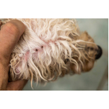teste para detectar doença do carrapato em cachorros marcar Pacaembu
