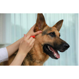 teste para detectar doença do carrapato em cães marcar Bela Suíça