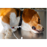 teste para leishmaniose canina clínica Heimtal