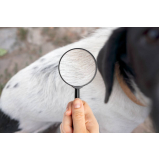 Teste para Detectar Doença do Carrapato em Cachorros