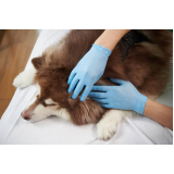 Teste para Detectar Doença do Carrapato em Cães