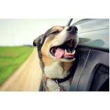 transporte para cães e gatos Vila Nova