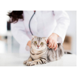 tratamento para conjuntivite em gatos marcar Parque Industrial