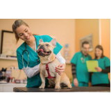 vacina contra raiva para cachorro Jardim Leonor