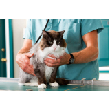 vacina de gato filhote marcar Pacaembu